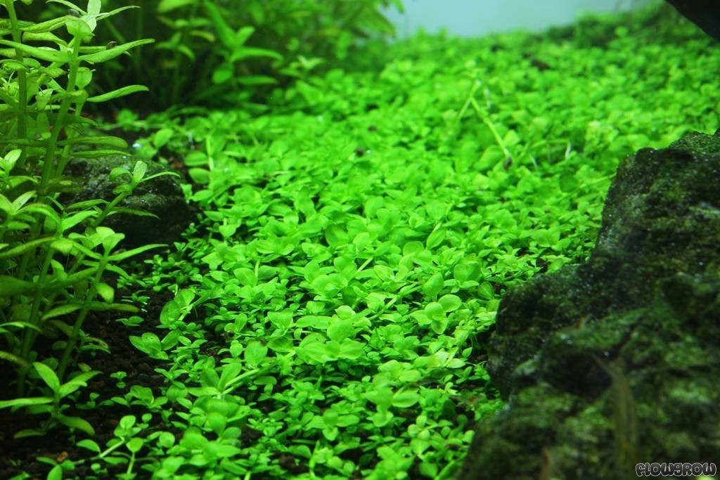 Monte Carlo "Micranthemum"