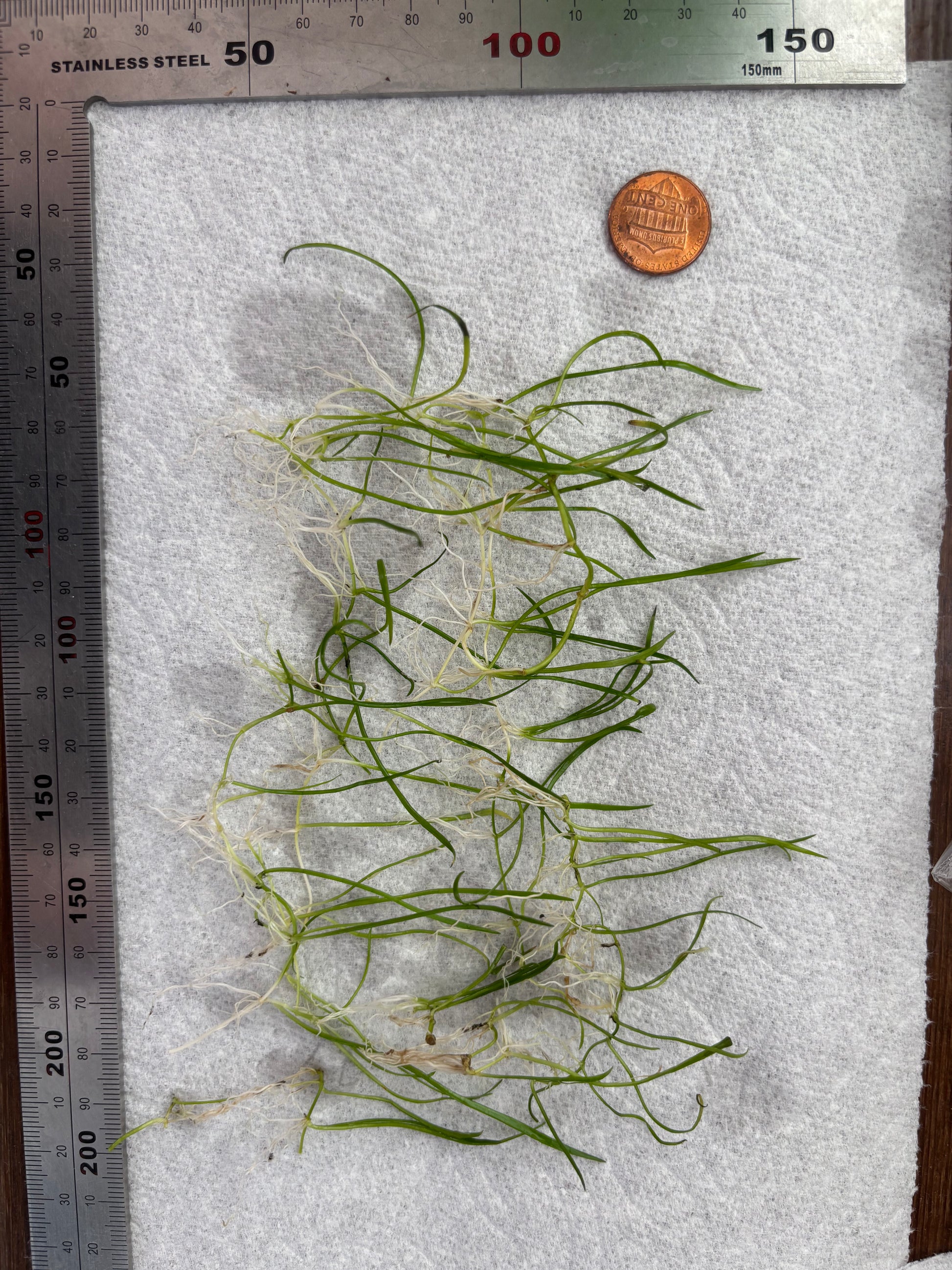 Lilaeopsis Brasiliensis/Micro sword (~3 in pot worth) - AquaHorizon
