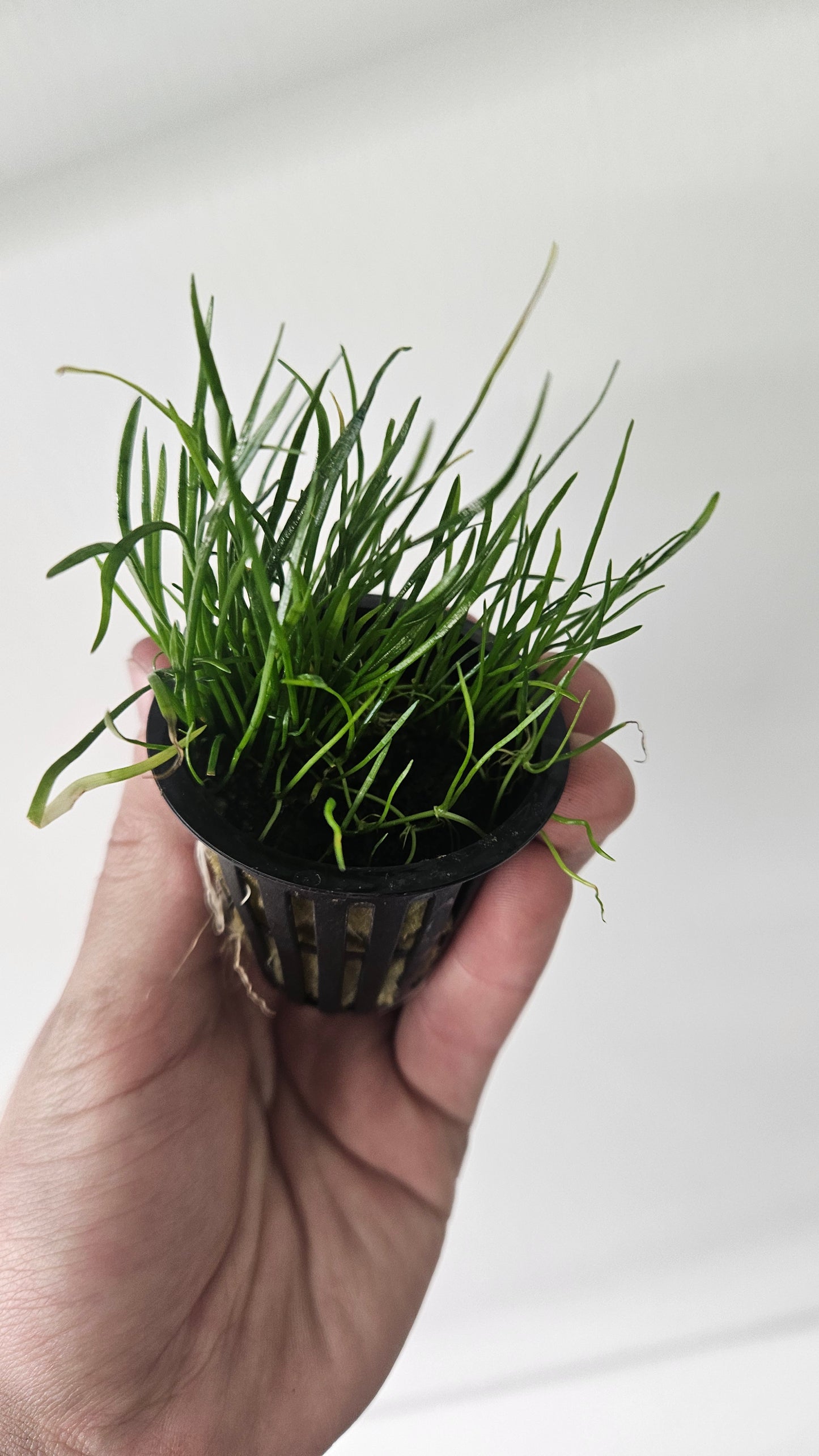 Micro Sword Potted - AquaHorizon