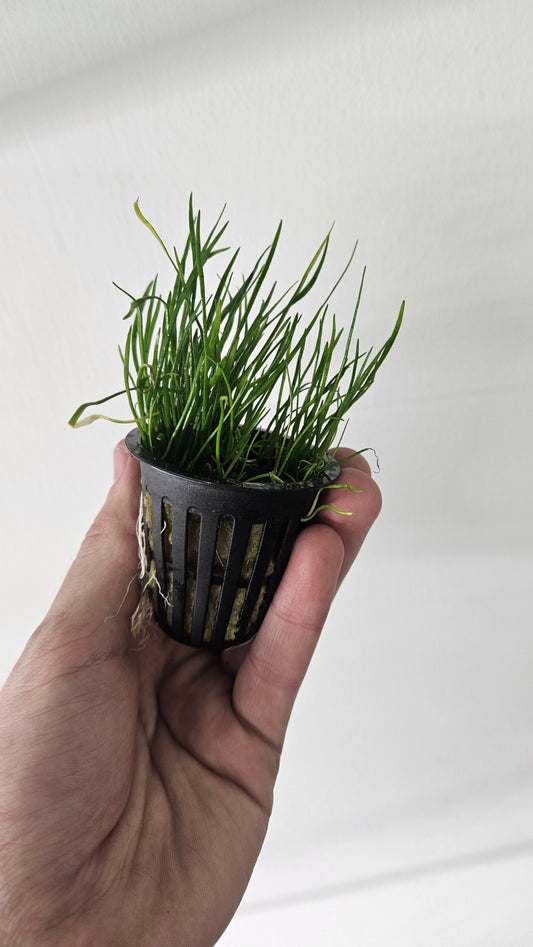 Micro Sword Potted - AquaHorizon