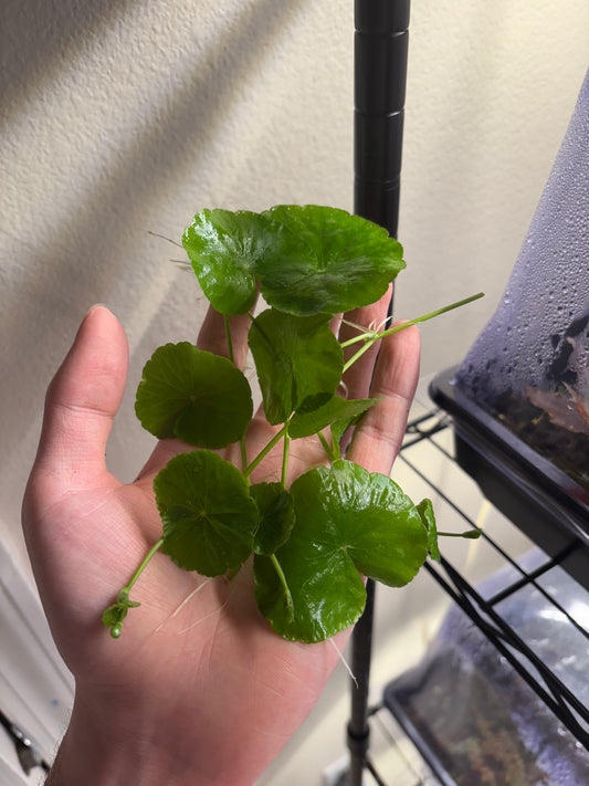 Brazilian Pennywort/Hydrocotyle Leucocephala (4+ shoots ~2-3 leaves each) - AquaHorizon
