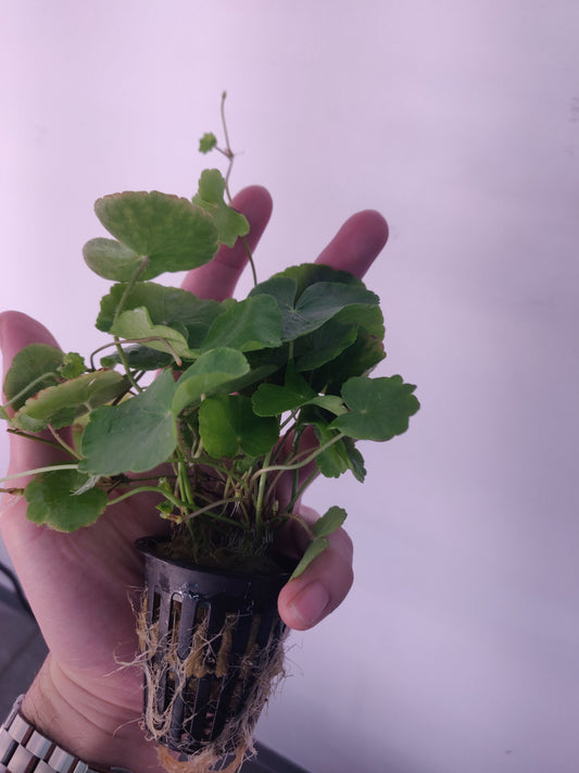 Brazilian pennywort Potted - AquaHorizon
