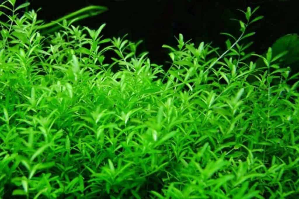 Pearl Weed Potted - AquaHorizon