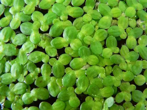 Duckweed "Lemma Minor"