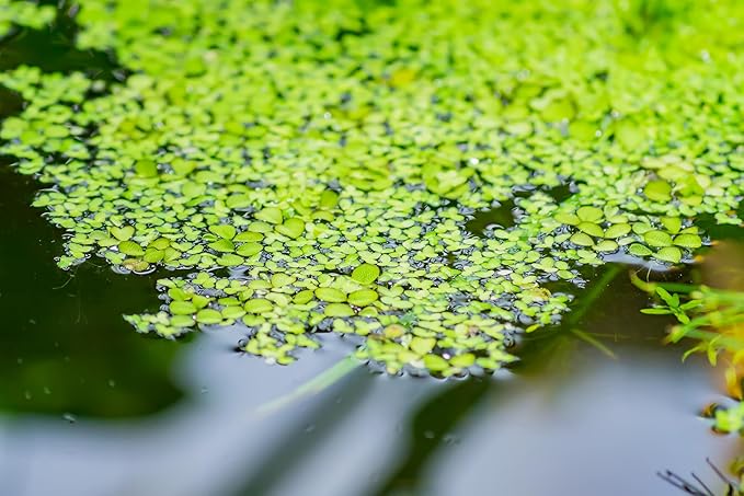 Duckweed "Lemma Minor"