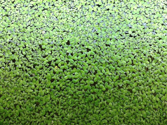 Duckweed "Lemma Minor"