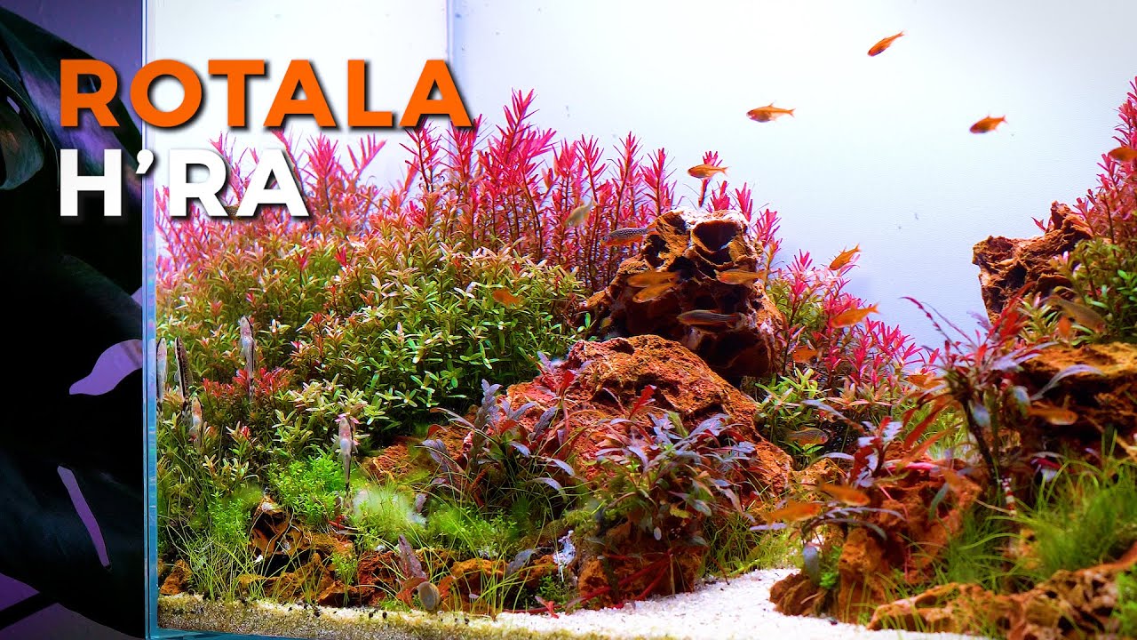 Rotala Rotundifolia H'Ra (8 stems)