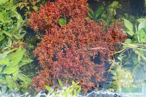Rotala Rotundifolia H'Ra (8 stems)
