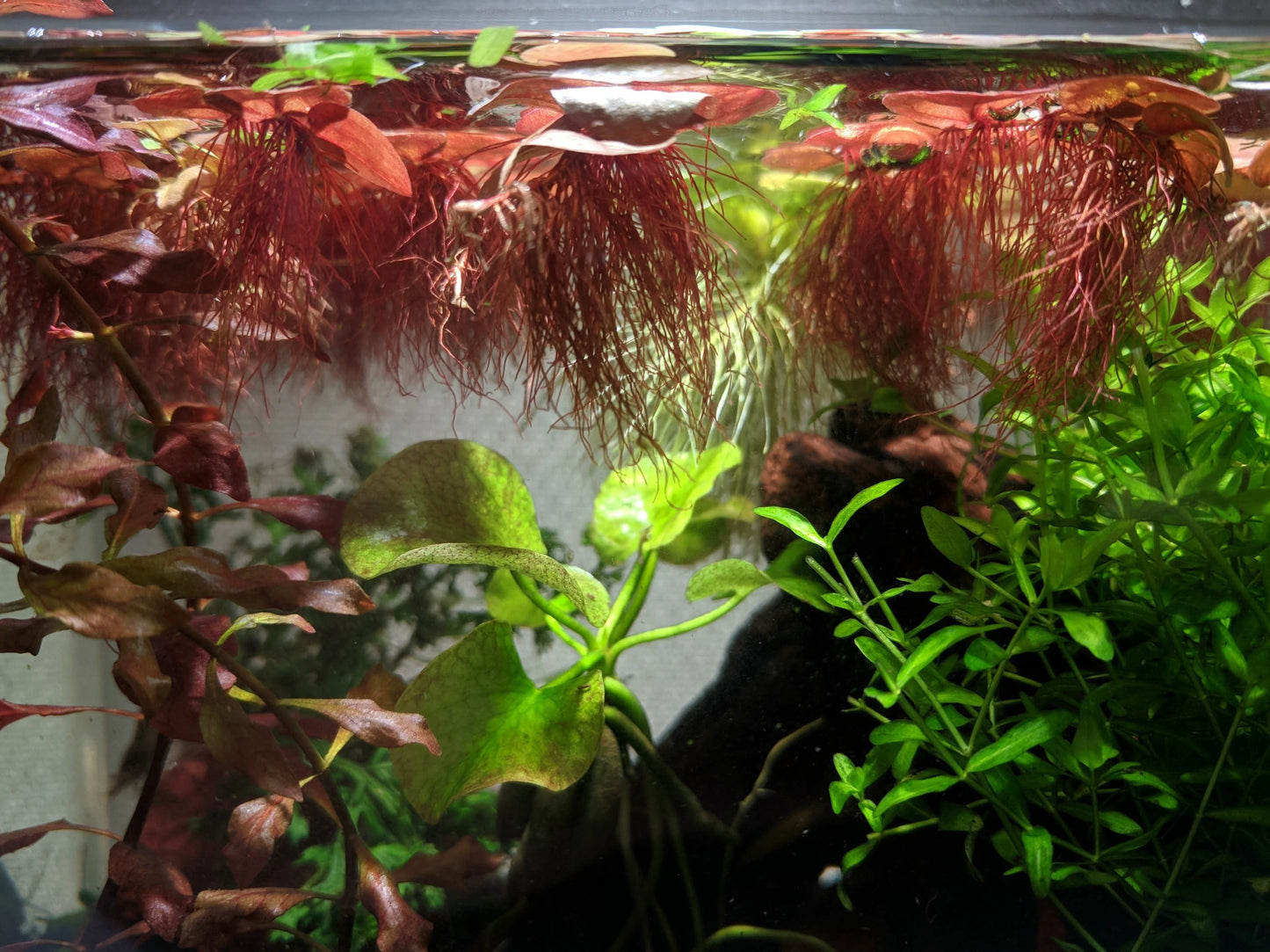 Red Root Floater - AquaHorizon