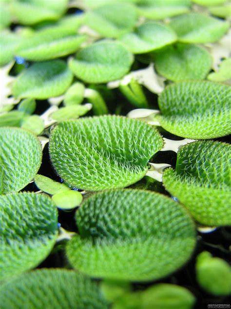 Water Spangles/Salvinia Minima (~5 in by 5 in) - AquaHorizon