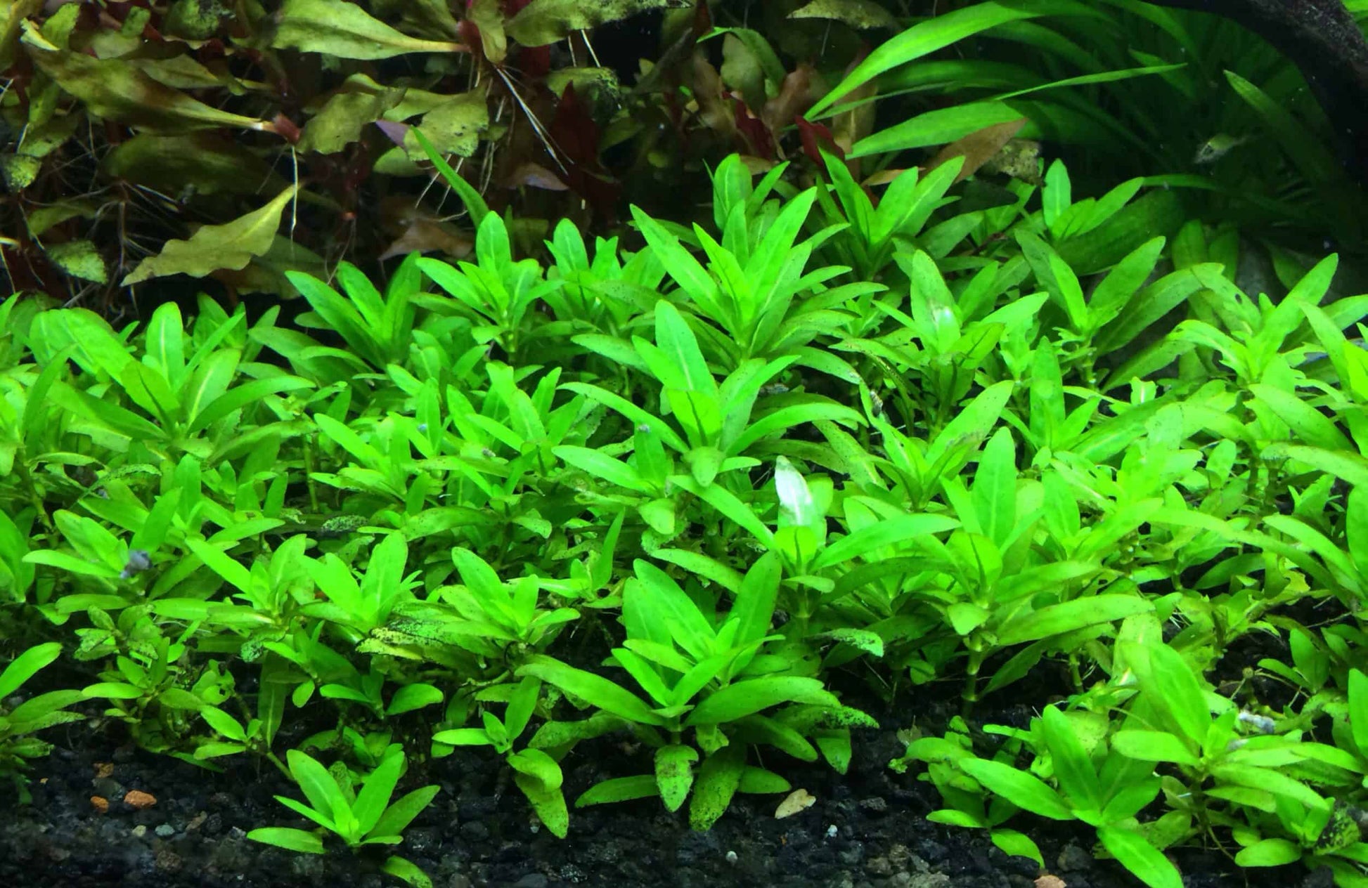 Staurogyne Repens (8+ stems) - AquaHorizon