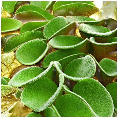 Salvinia Cucullata (~5in by 5in) - AquaHorizon