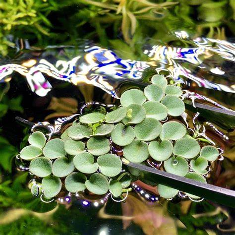 Salvinia Cucullata (~5in by 5in) - AquaHorizon