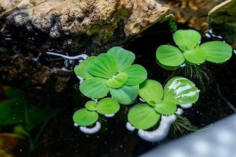 Water Lettuce (6 plants)