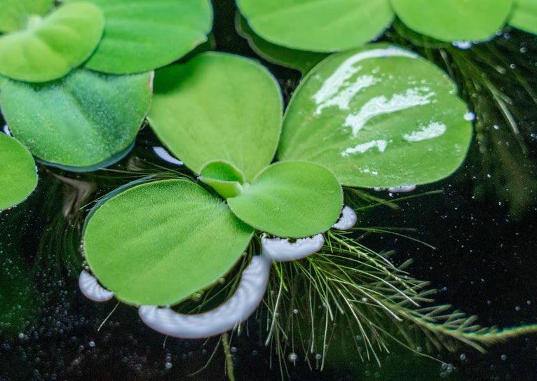 Water Lettuce (6 plants)